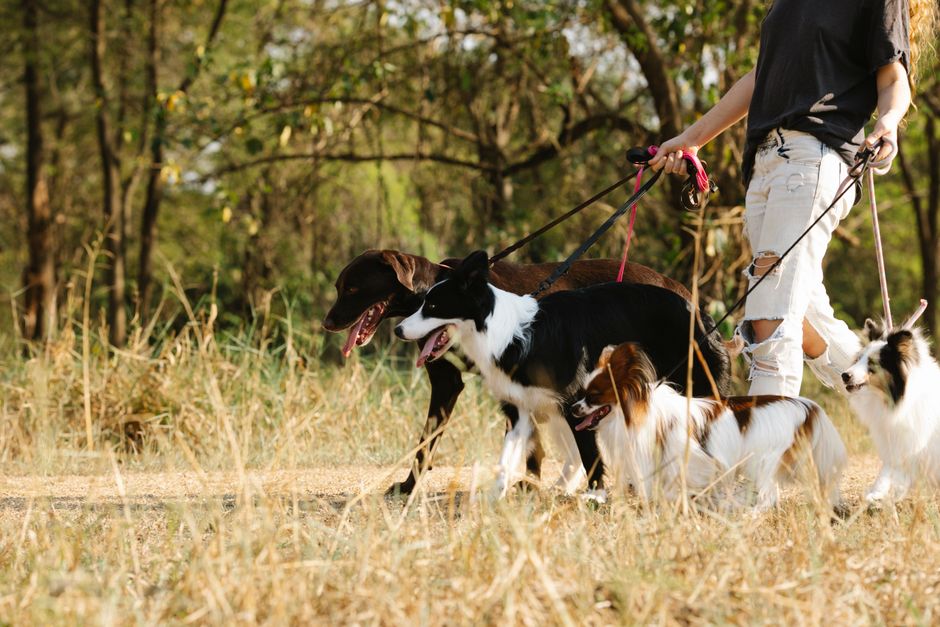 Paseo en grupo con varios perros