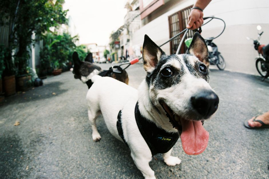 Perro pequeño paseando por la calle