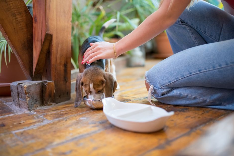 Perro bebiendo agua en casa