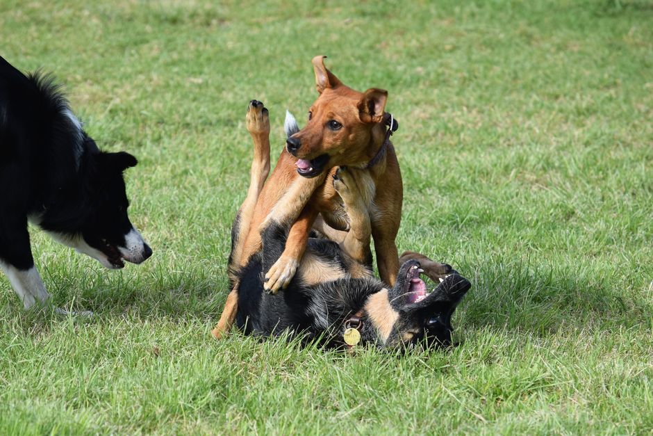 Perros jugando juntos en el parque